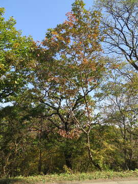 Image of Fraxinus chinensis subsp. rhynchophylla (Hance) A. E. Murray