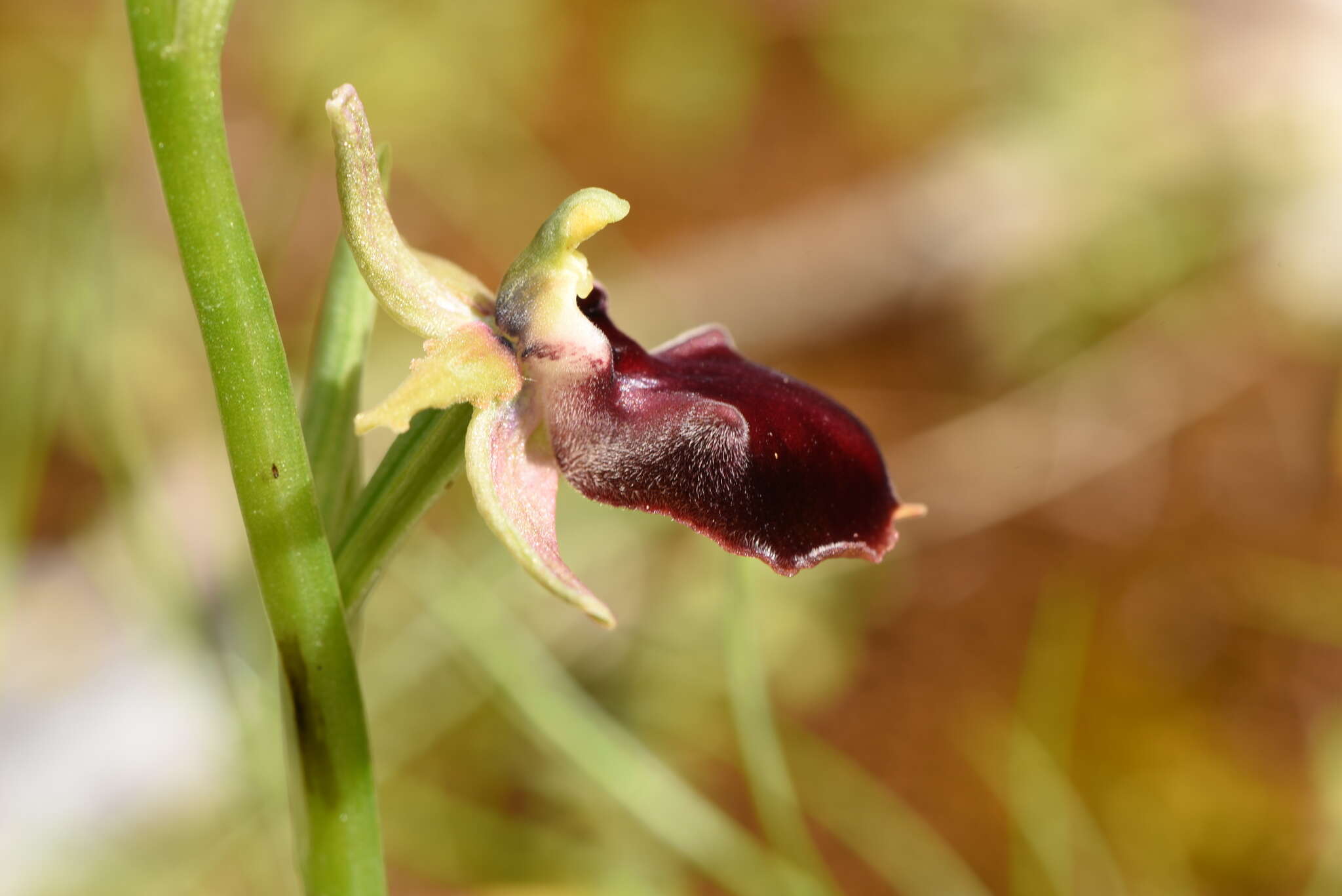 Image of Ophrys sphegodes subsp. helenae (Renz) Soó & D. M. Moore