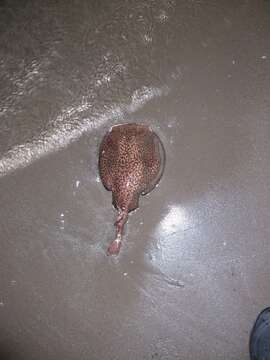 Image of Marbled Electric Ray