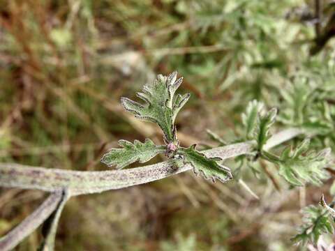 Gyptis artemisifolia (Griseb.) R. King & H. Rob.的圖片