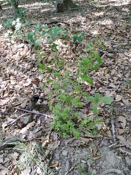 Image of Tanacetum partheniifolium (Willd.) Sch. Bip.