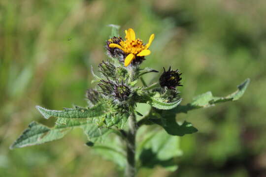 Image of Simsia amplexicaulis (Cav.) Pers.