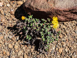 Image of Chasmatophyllum stanleyi (L. Bol.) Hartmann