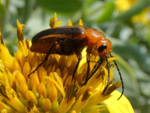 Image of Nemognatha (Nemognatha) piazata (Fabricius 1798)