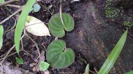 Image of Nervilia plicata (Andrews) Schltr.