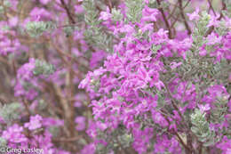 Image de Leucophyllum frutescens (Berl.) I. M. Johnston