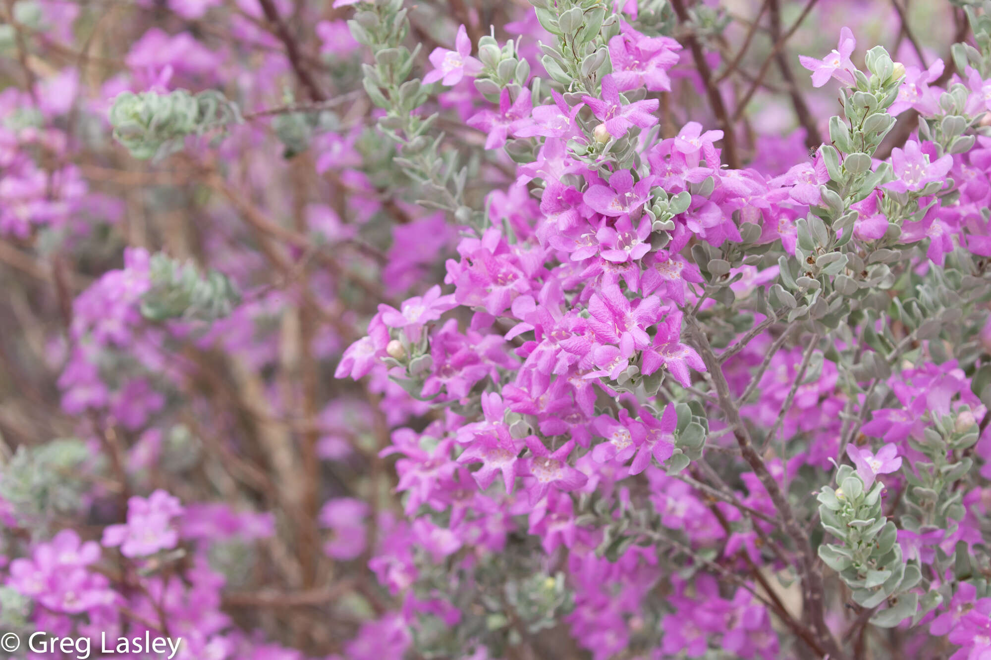 Image de Leucophyllum frutescens (Berl.) I. M. Johnston