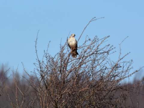 Image of Common Buzzard