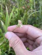 Image of Pale Beak Sedge