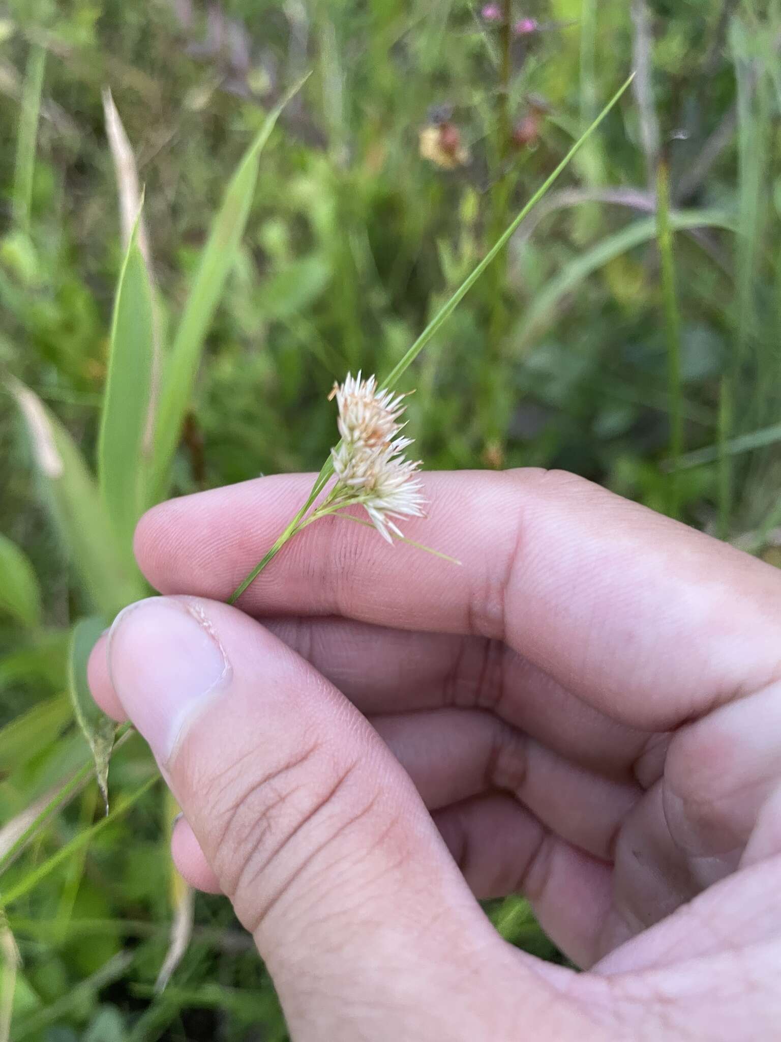 Image of Pale Beak Sedge