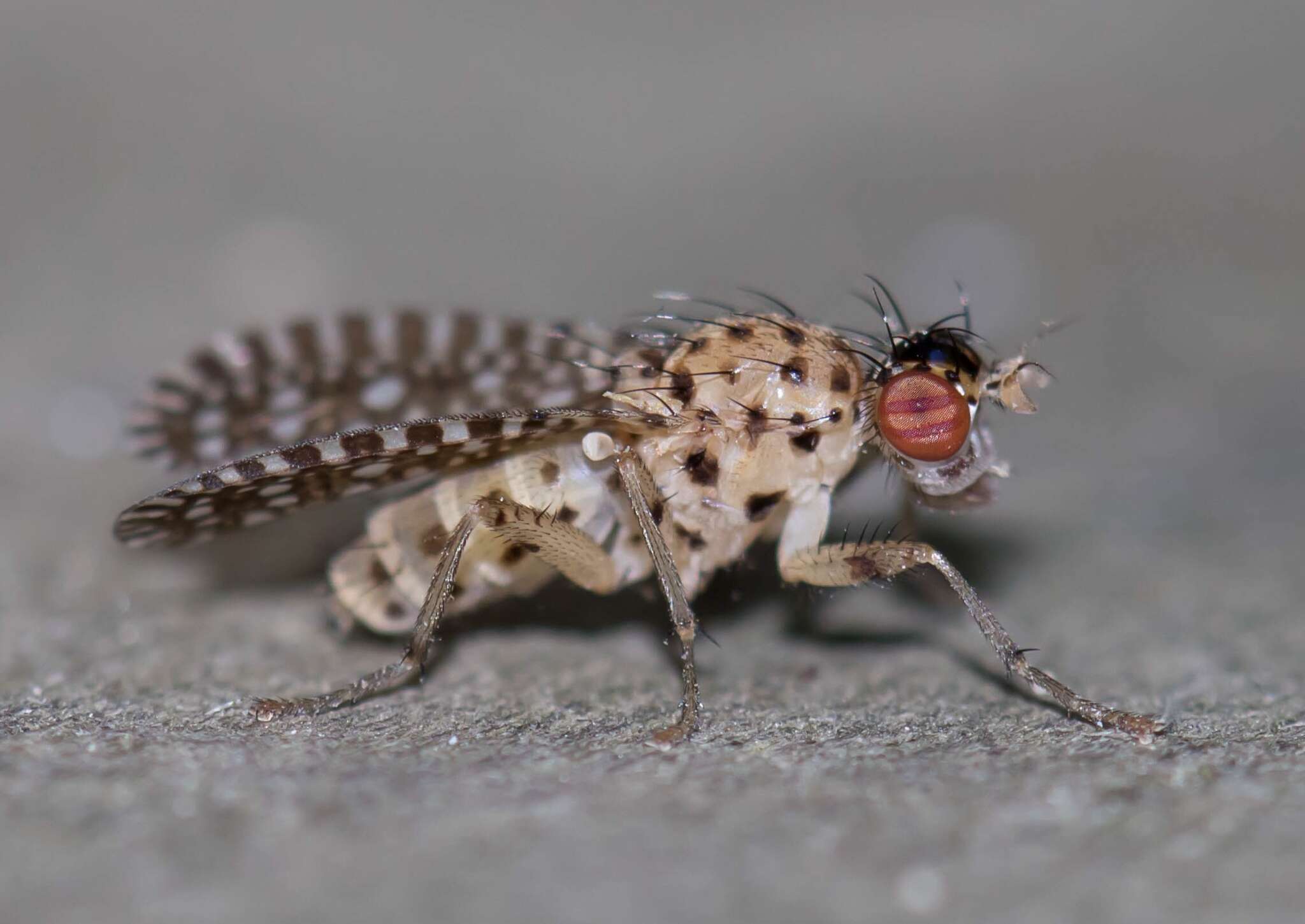 Image de Poecilographa