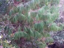 Image of Jelecote Pine