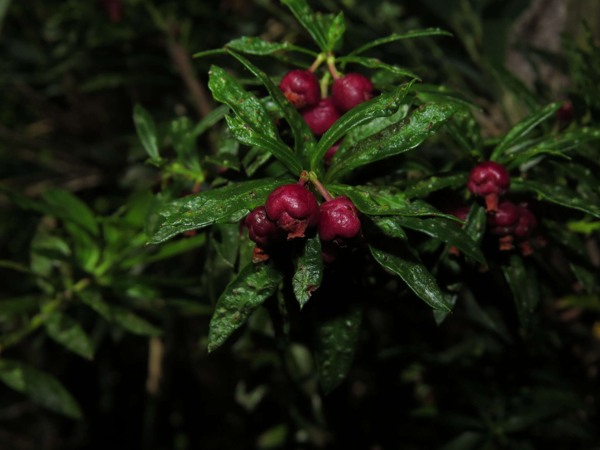 Sivun Gaultheria tenuifolia (R. Phil.) Sleum. kuva