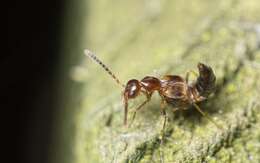 Image of Rove beetle