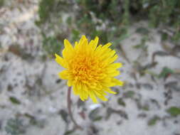 Image de Aetheorhiza bulbosa subsp. bulbosa