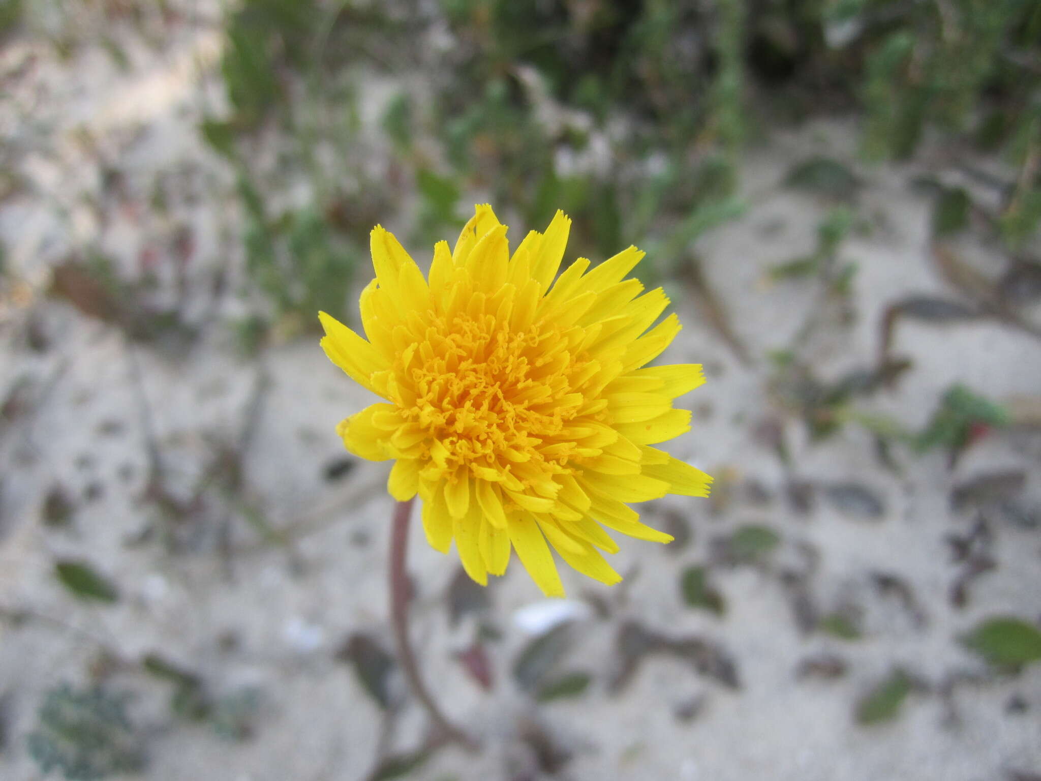 Image of Aetheorhiza bulbosa subsp. bulbosa