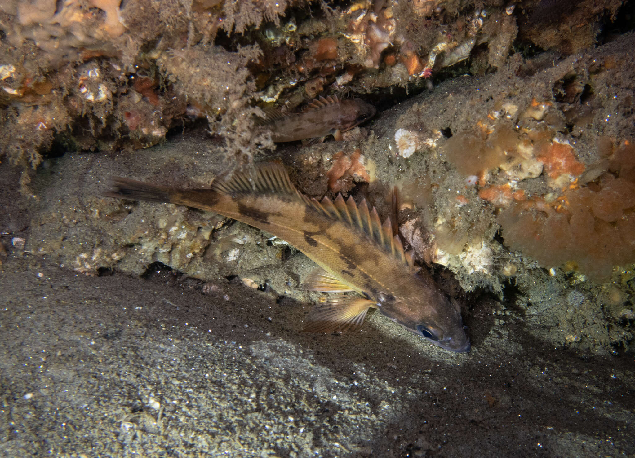 Image of Squarespot rockfish