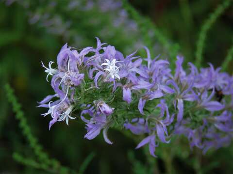 Image de Liatris elegans (Walt.) Michx.