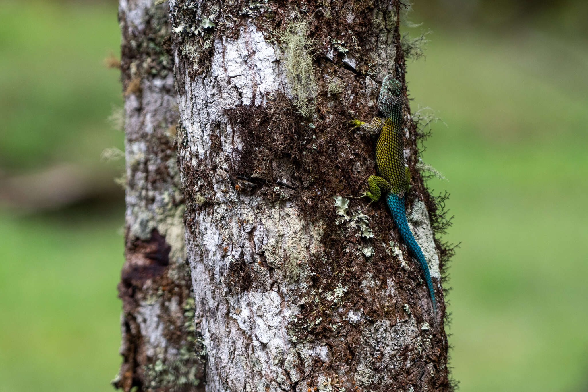 Image of Sceloporus esperanzae Mccranie 2018