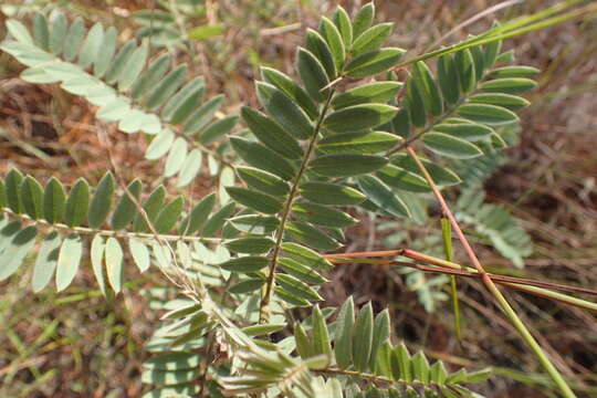 صورة Tephrosia virginiana (L.) Pers.