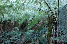 Image of Australian Tree Fern