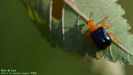 Image of Tomapoderus ruficollis (Fabricius & J. C. 1781)