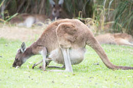 Macropus fuliginosus (Desmarest 1817) resmi