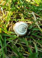 Image of dune snail