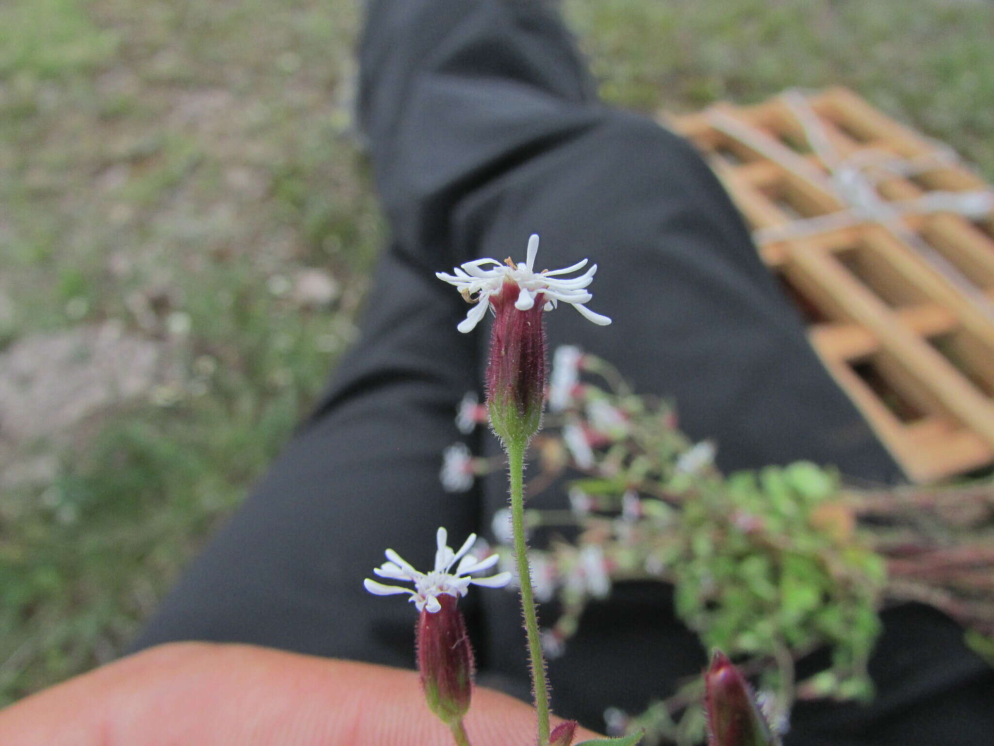 Image of Brickellia problematica B. L. Turner