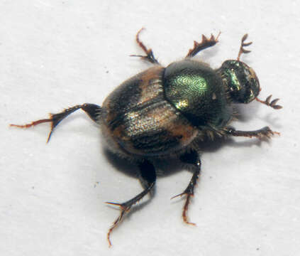 Image of Onthophagus concinnus Castelnau 1840