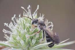 Halictus brunnescens (Eversmann 1852) resmi