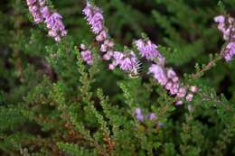 Colletes succinctus (Linnaeus 1758) resmi