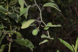 Image of Passiflora indecora Kunth