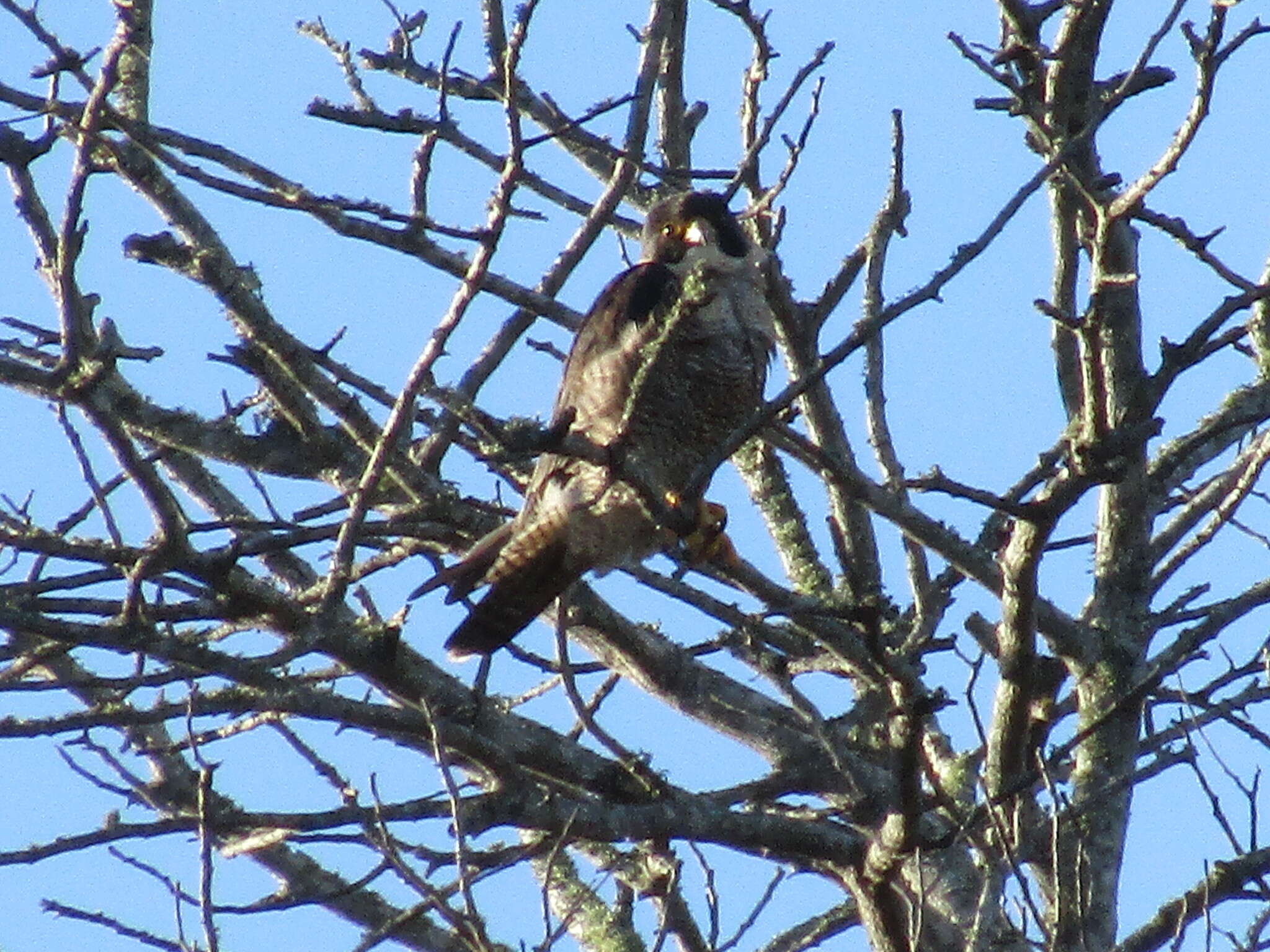 Image of Falco peregrinus minor Bonaparte 1850