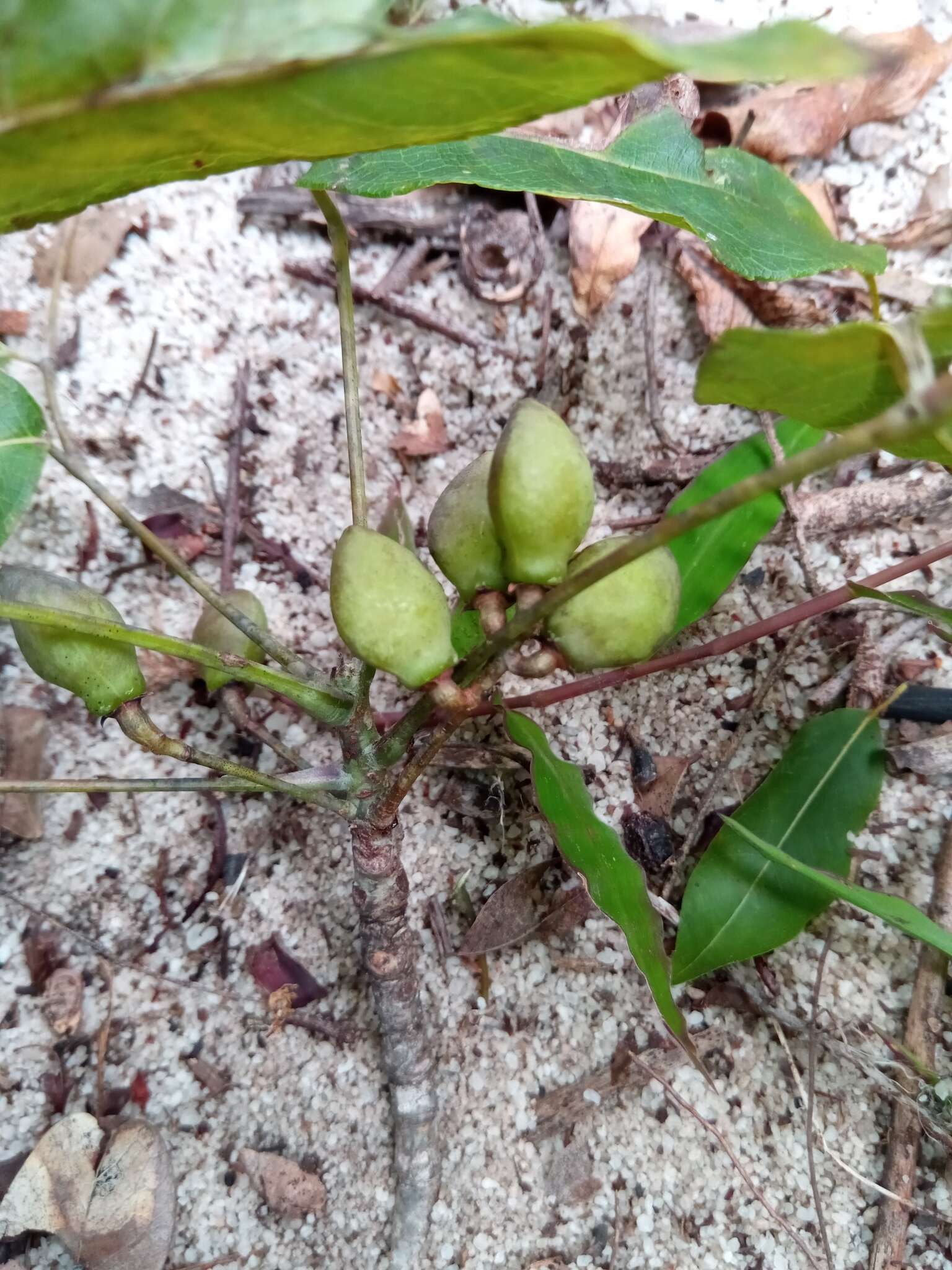 Sivun Commiphora pervilleana Engl. kuva