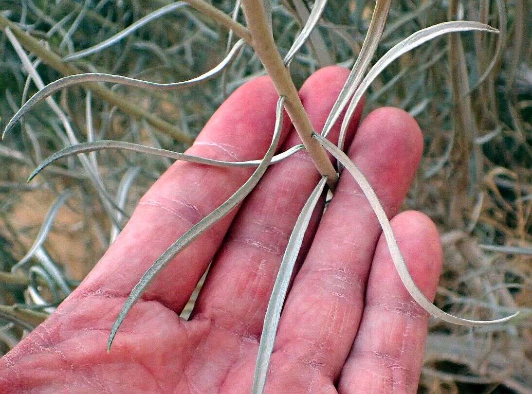 Imagem de Ericameria nauseosa var. graveolens (Nutt.) Reveal & Schuyler