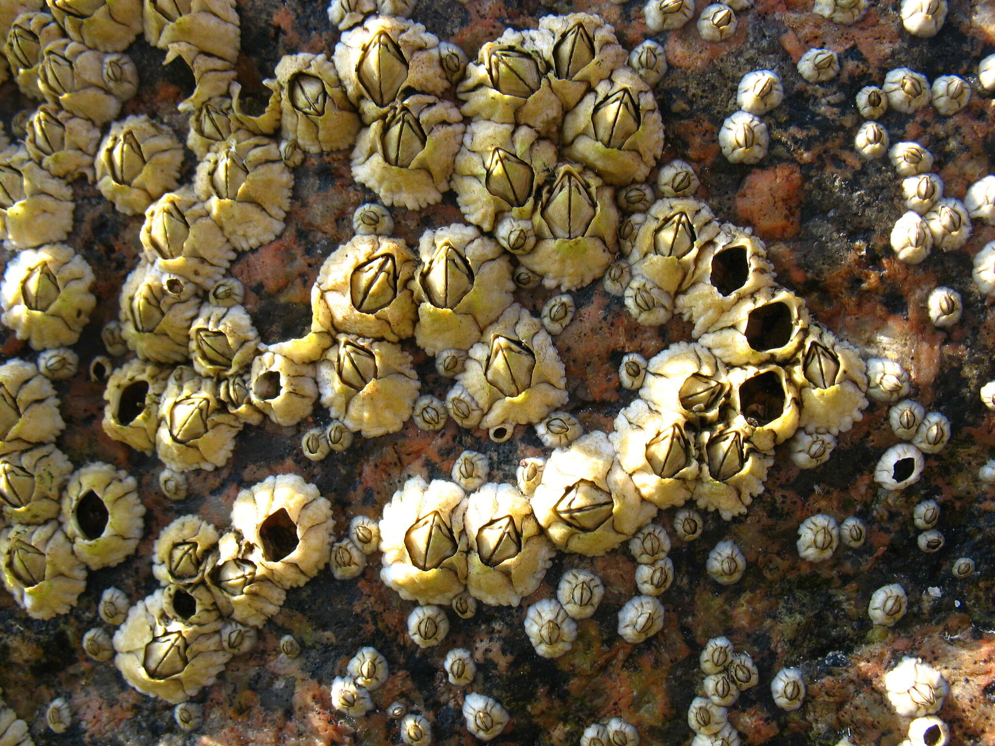 Image of Acorn barnacle