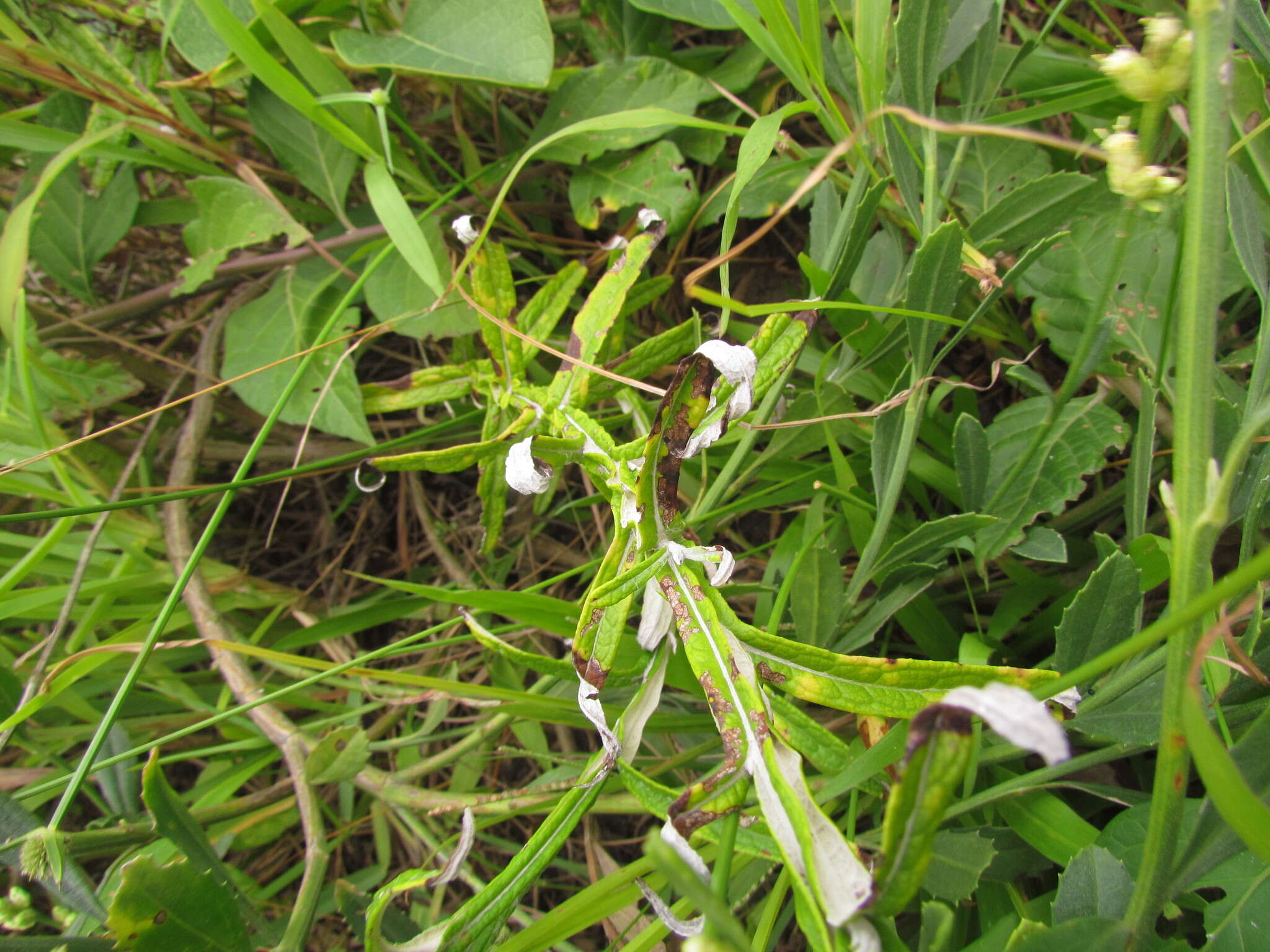 Image of Pterocaulon lorentzii Malme