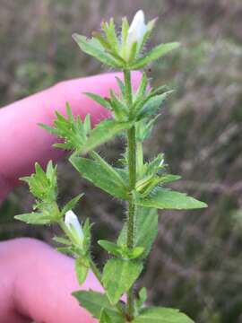 Image of Shaggy False Hedge-Nettle