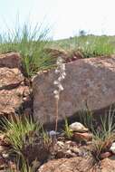 Image of Tassel orchid