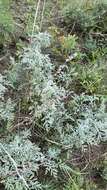 Image of Artemisia gmelinii var. messerschmidiana (Bess.) Poljakov