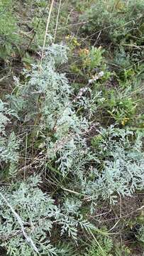 Image of Gmelin's wormwood