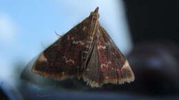 Image of Pyrausta inveterascalis Barnes & McDunnough 1918