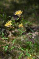 Image of Phebalium squamulosum subsp. coriaceum Paul G. Wilson