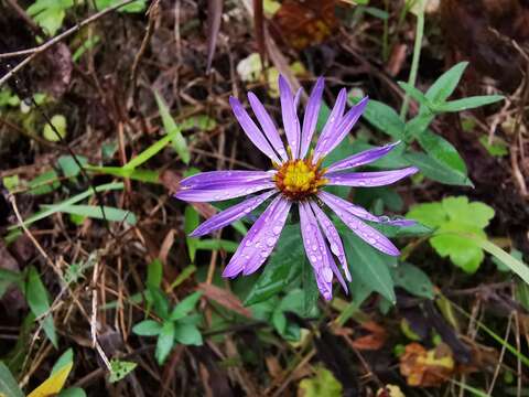 Image de Symphyotrichum carnerosanum (S. Wats.) G. L. Nesom