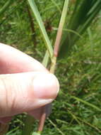 Image de Paspalum distichum L.