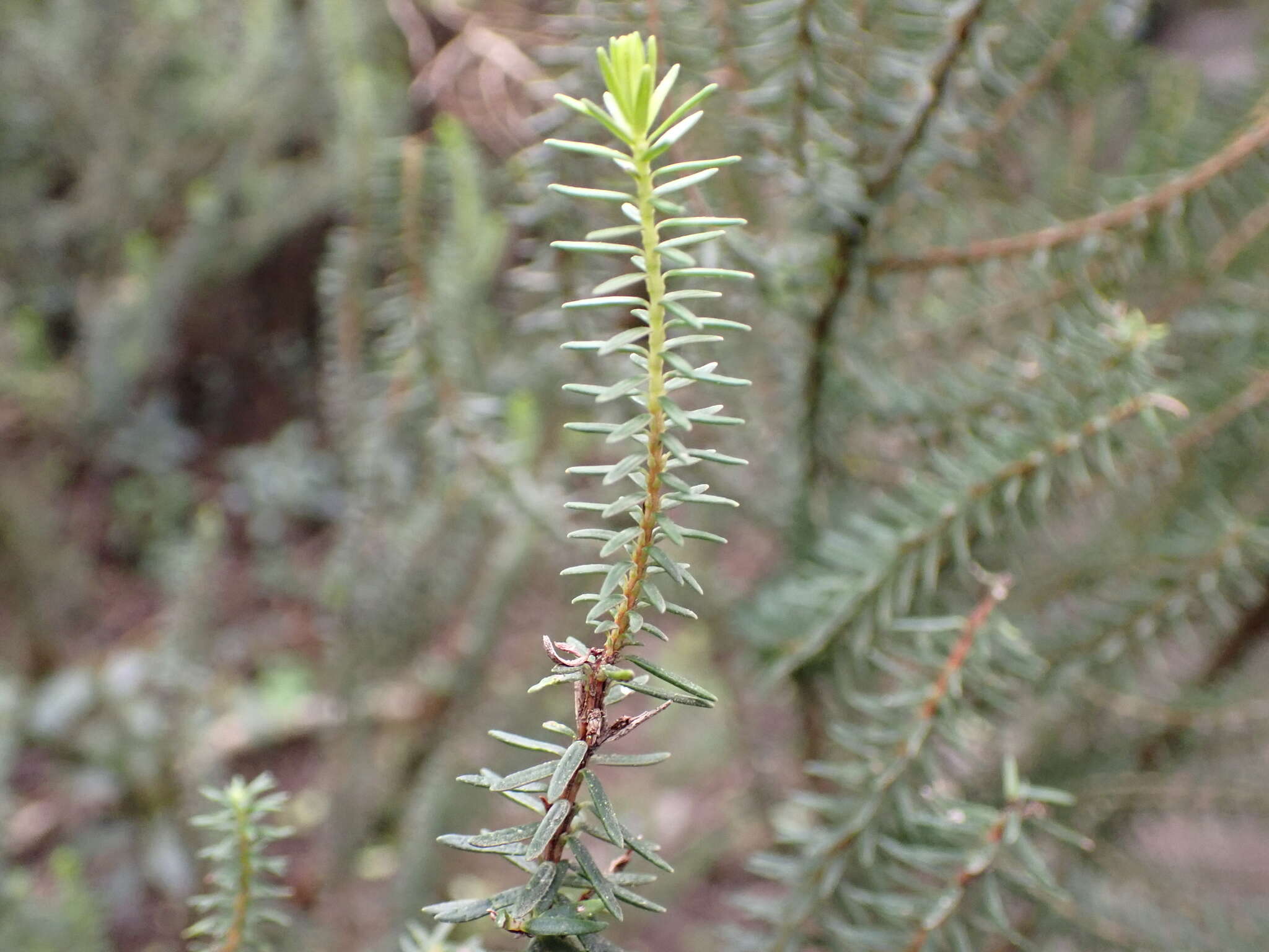 Imagem de Erica platycodon subsp. platycodon