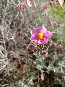 Image of Helianthemum vesicarium Boiss.