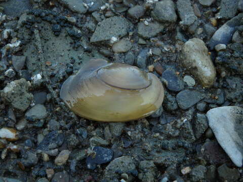 Image of duck mussel