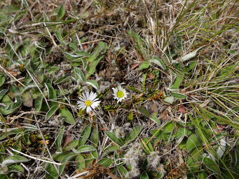 Image of Brachyscome sinclairii Hook. fil.